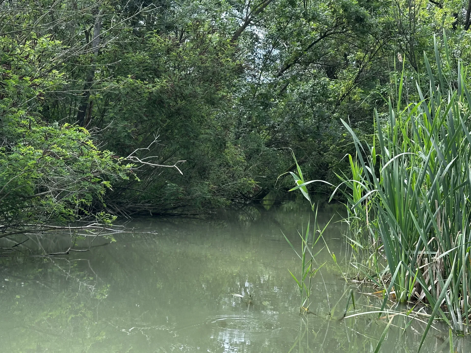 tisza kép 3