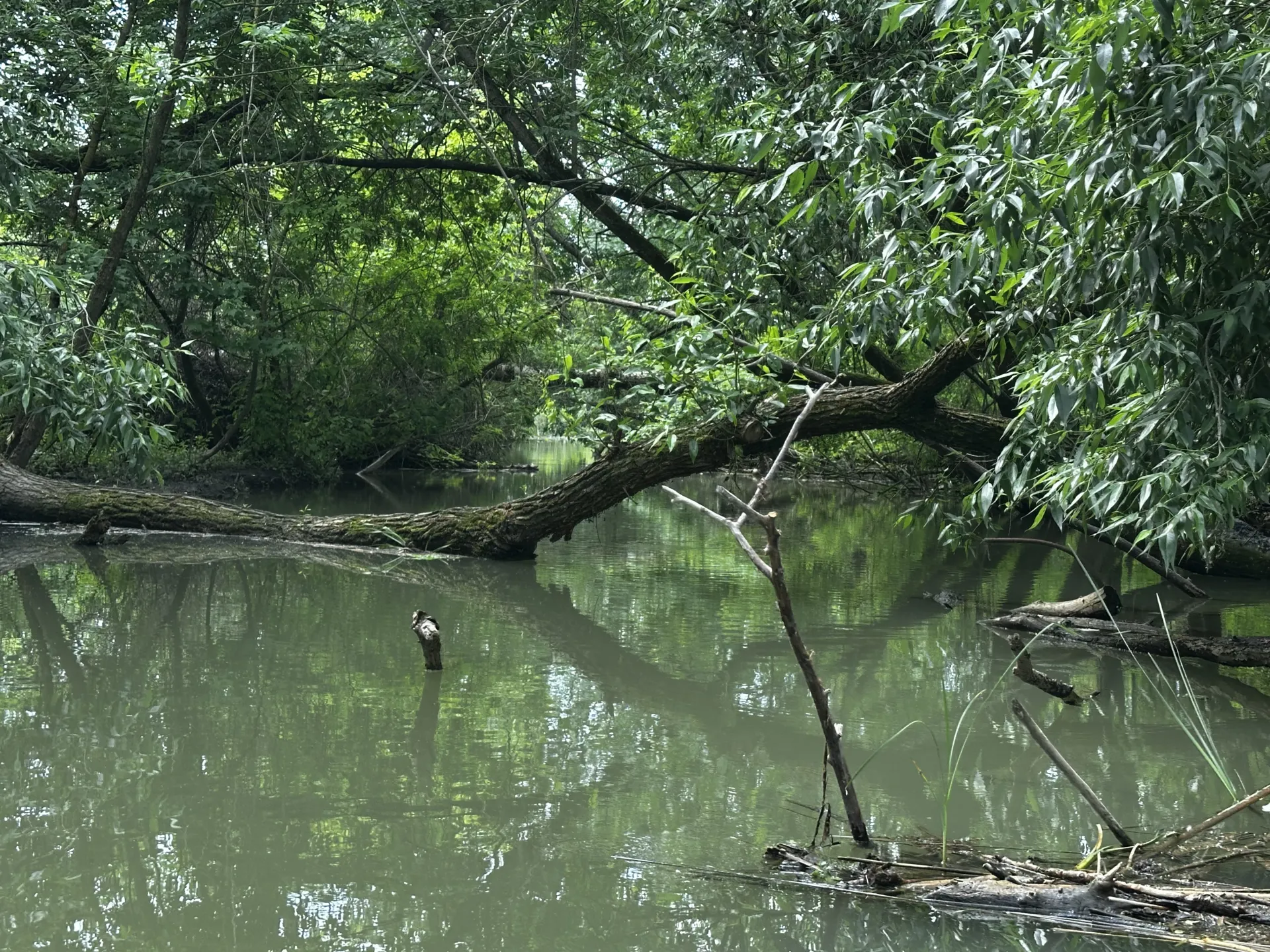 tisza kép 4