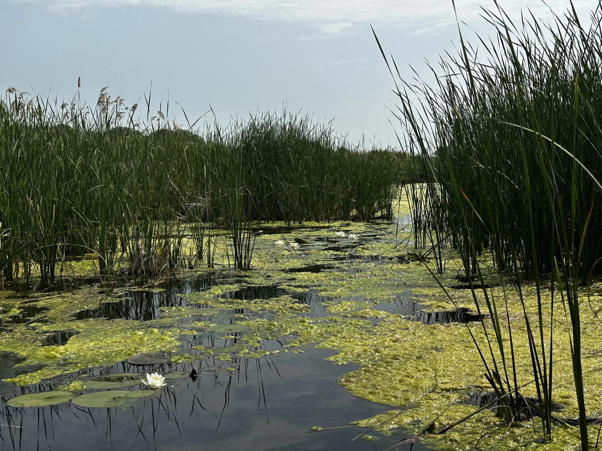 tisza kép 8
