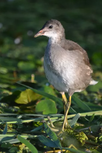 Vizityúk csibe