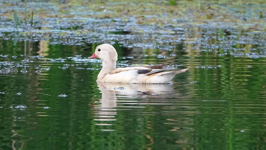 Egy újabb ismeretlen réce, vagy csak kifakult